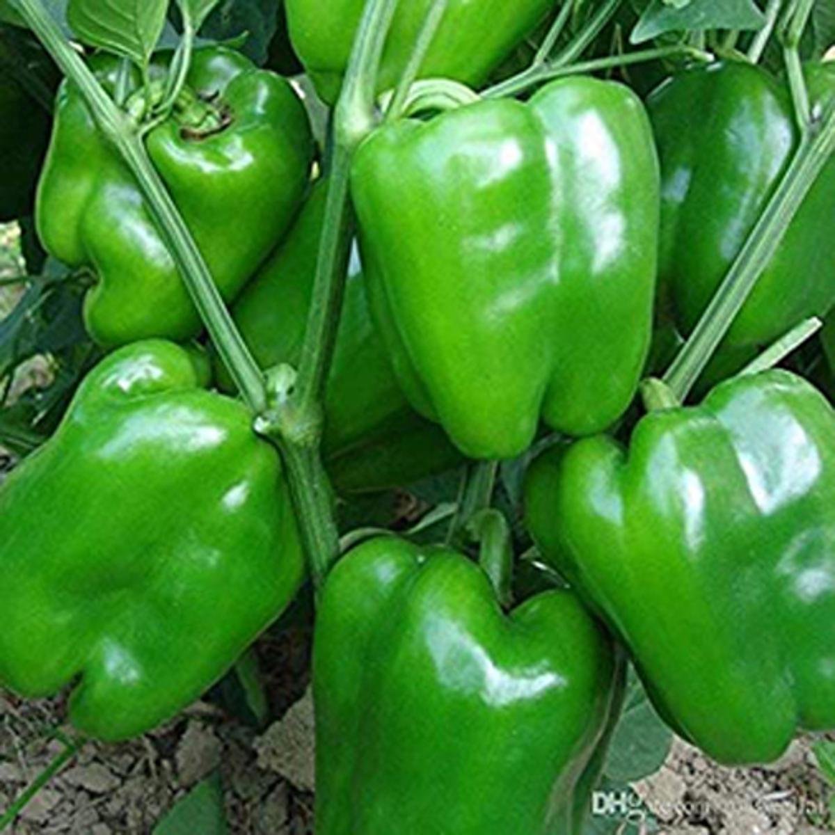 Green Capsicums