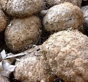 Elephant foot yams
