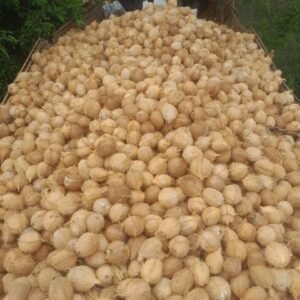 Raw Natural Semi Husked Husk Coconut