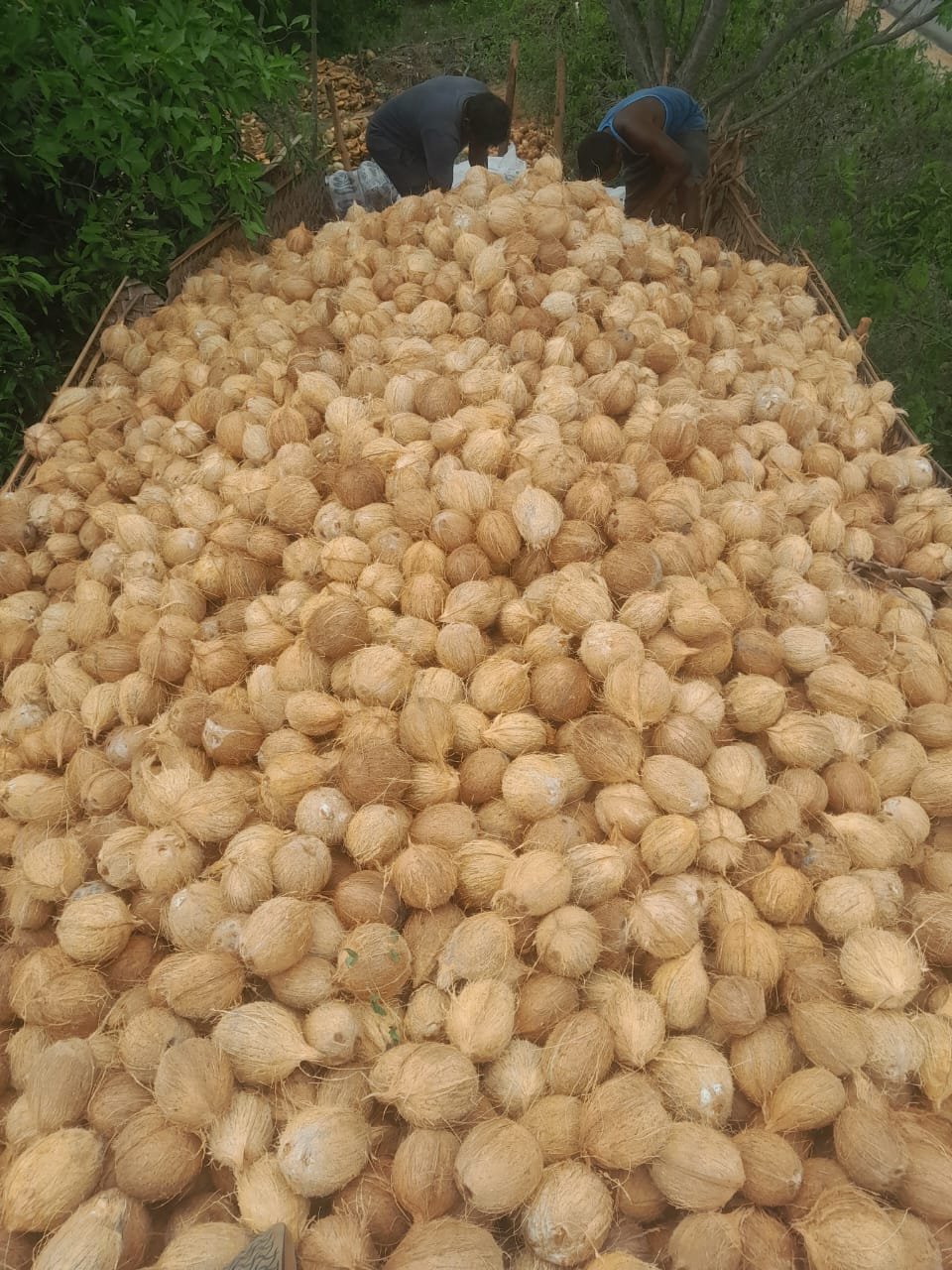 Raw Natural Semi Husked Husk Coconut