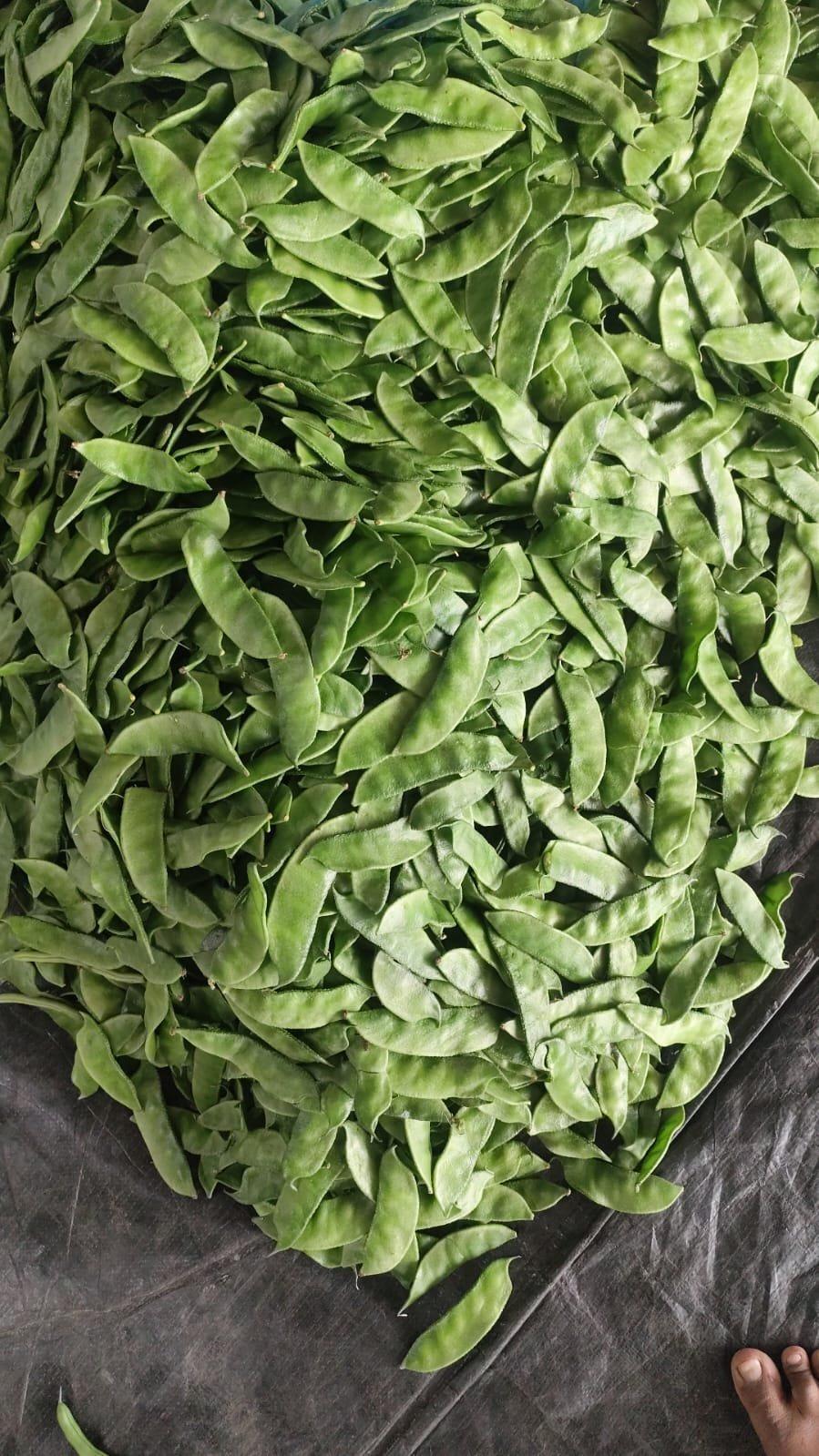 Organic Sem Phali (Beans Papdi)